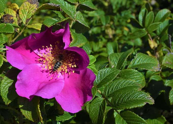 wild rose with bee