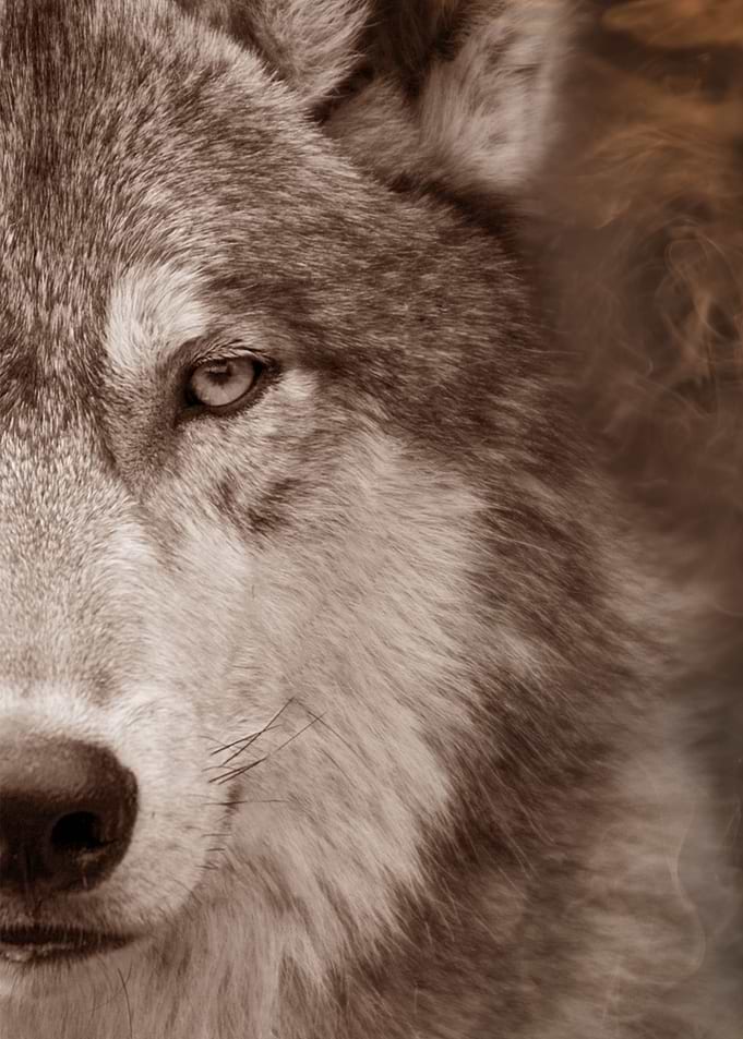 Wolf