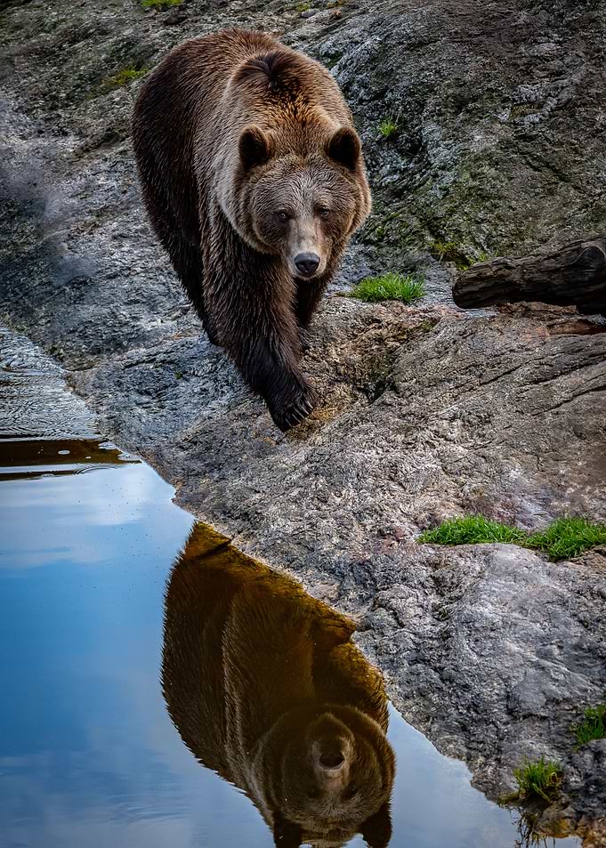 broen bear