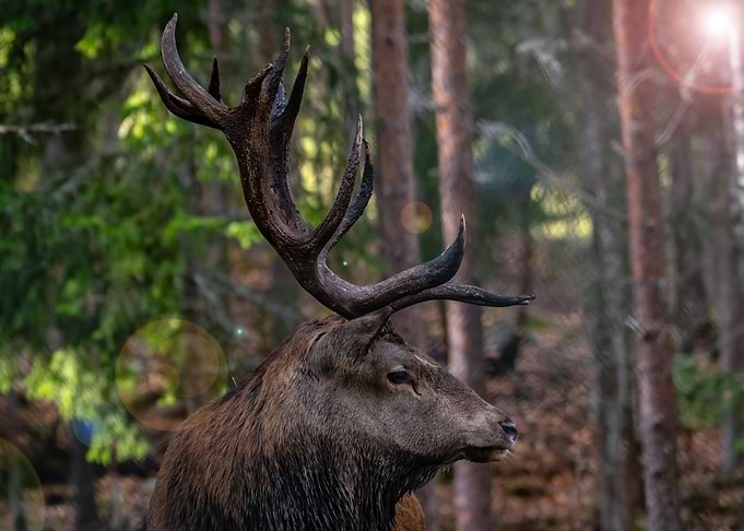 Dolf the deer