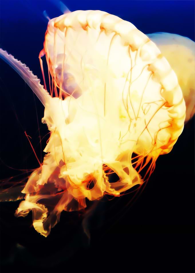 Colorful Jellyfish Sea