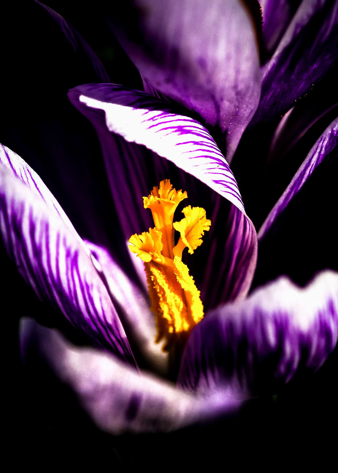 Charming Crocus Flower