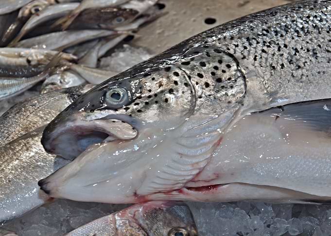 Fresh salmon