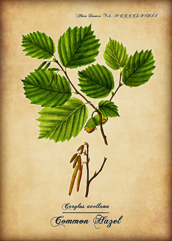 Common Hazel