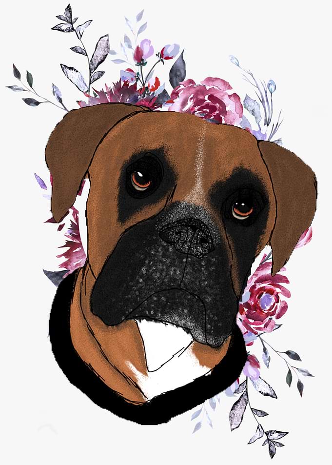 Boxer