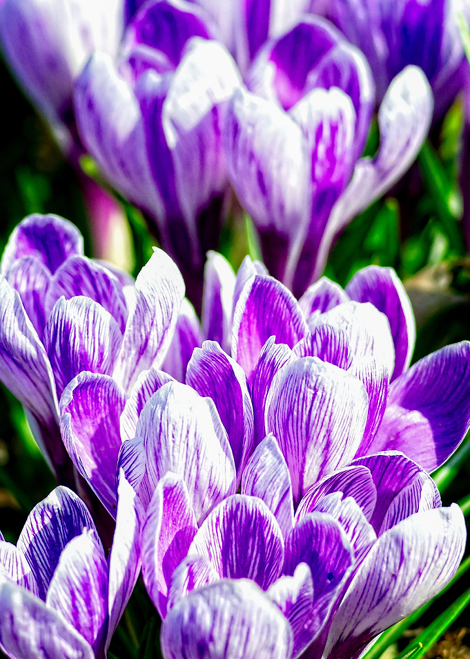 Bunch Of Crocus Flowers