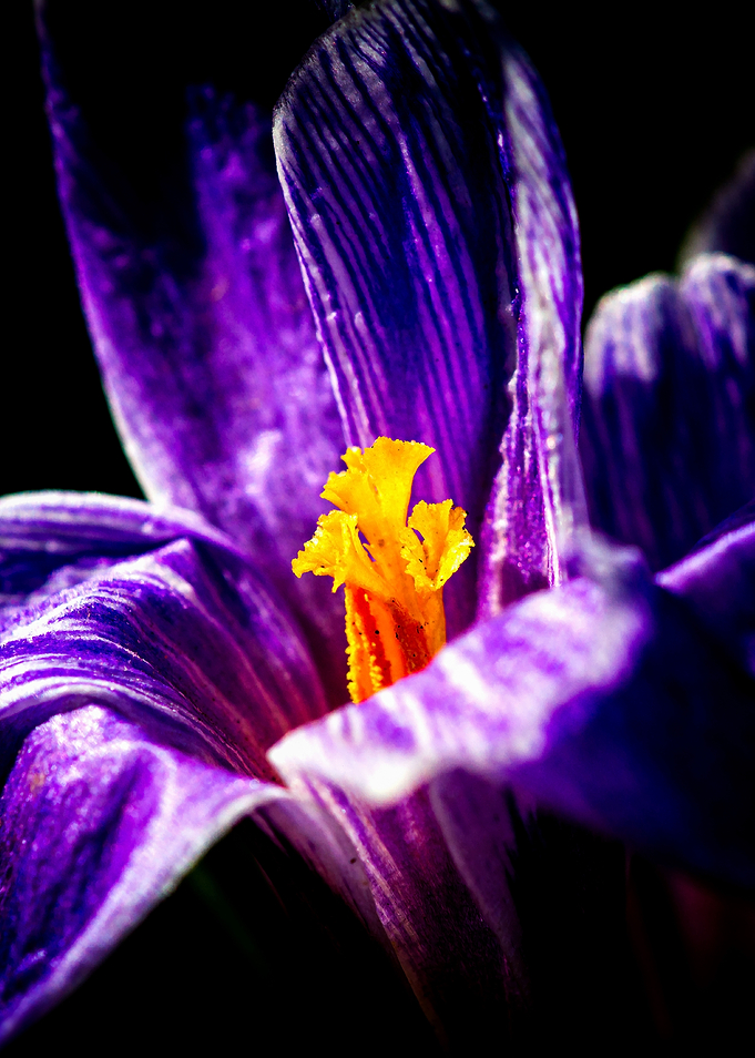 Purple Crocus Flower