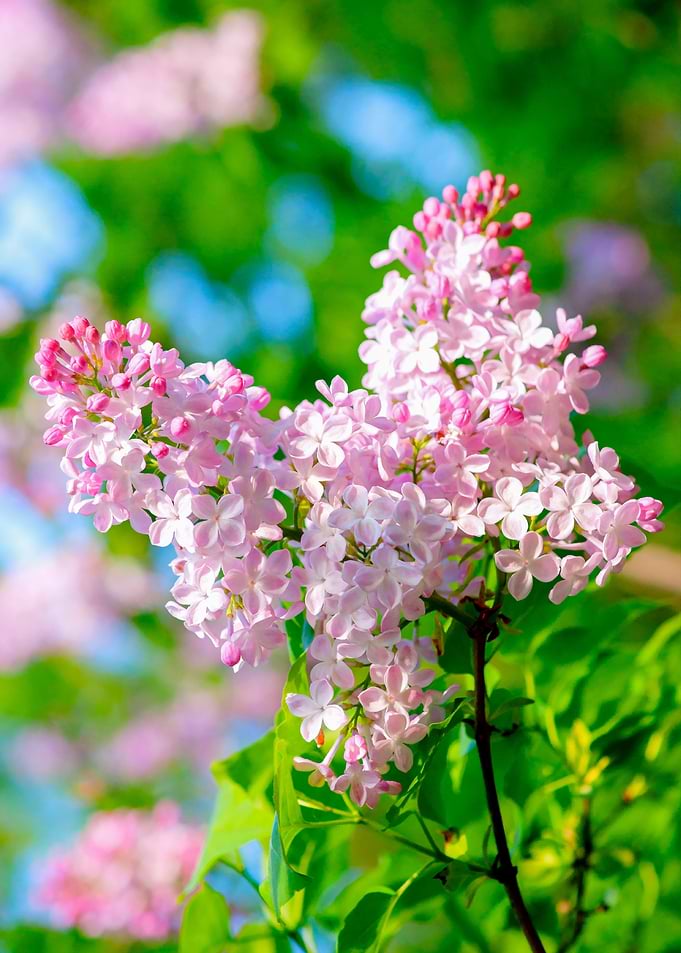 Elegant Pink Lilac Flowers
