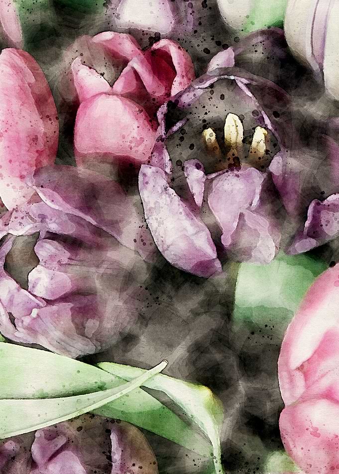 Purple and Pink Tulips