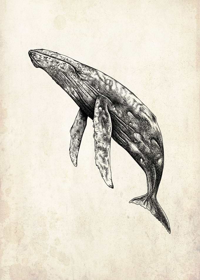humpback whale
