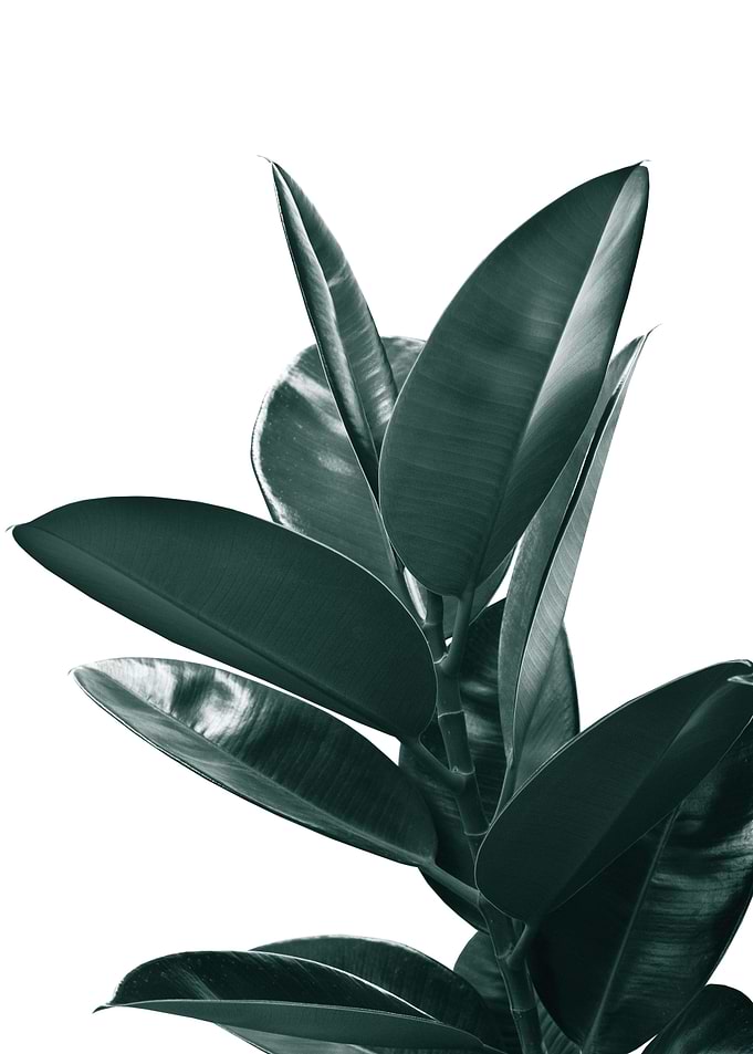 Ficus Delight 1