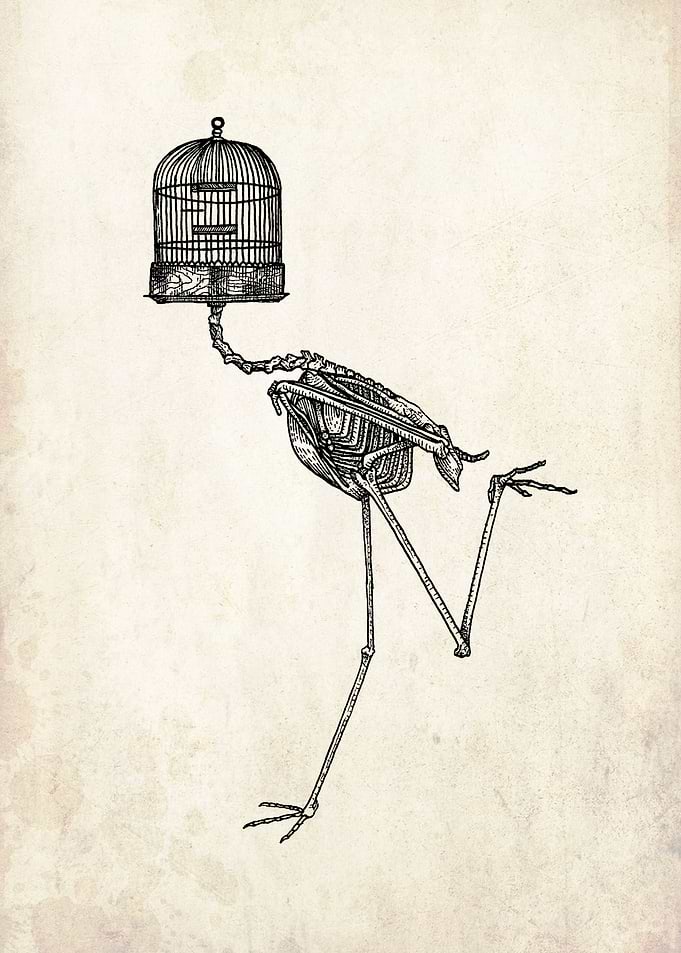 Bird skeleton