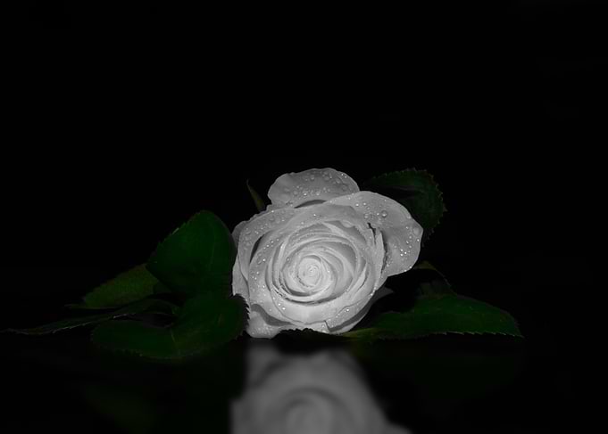 White rose