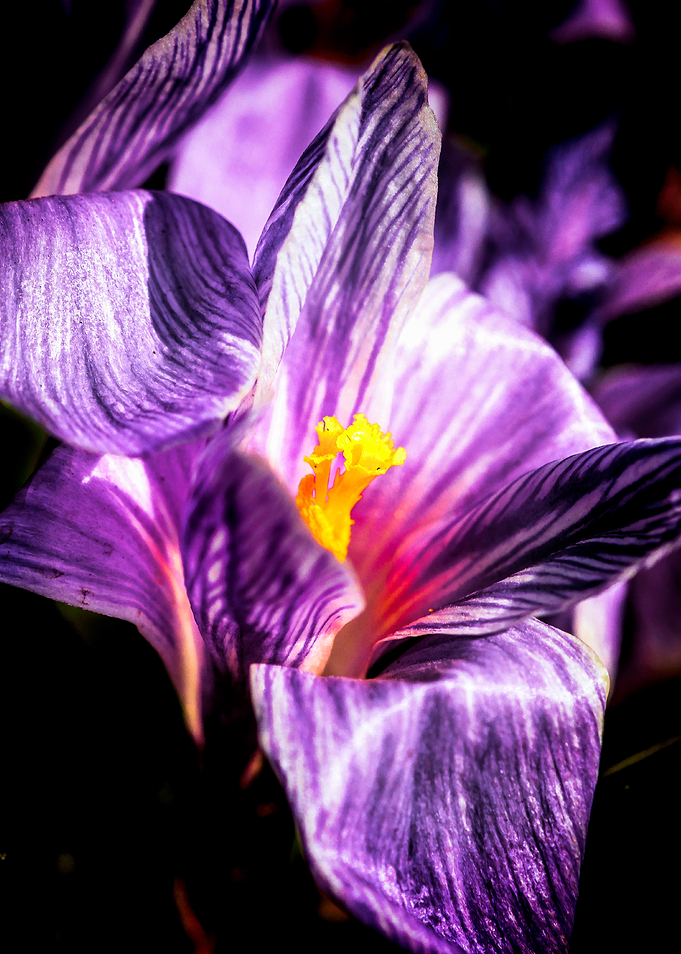 Violet Crocus Flower