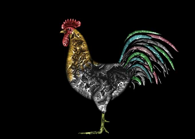 Rooster