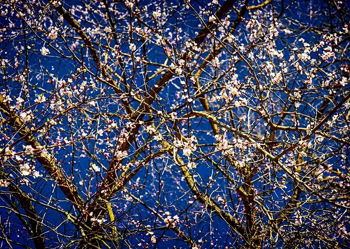 Apricot Tree On Dark Blue