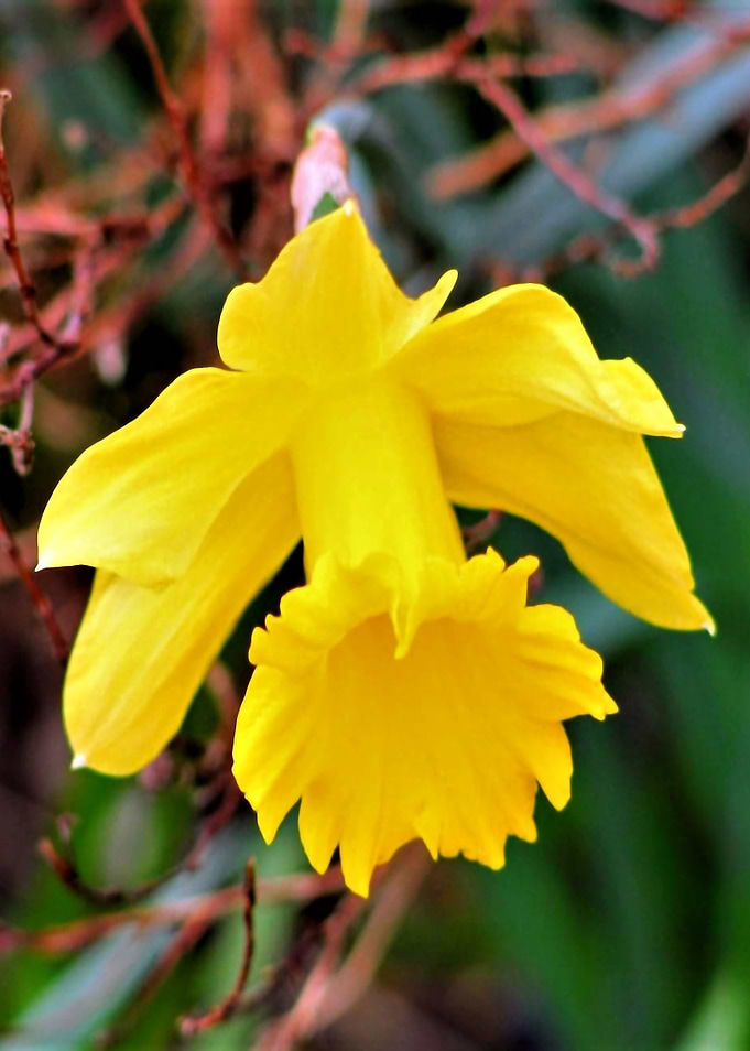 Single Daffodil