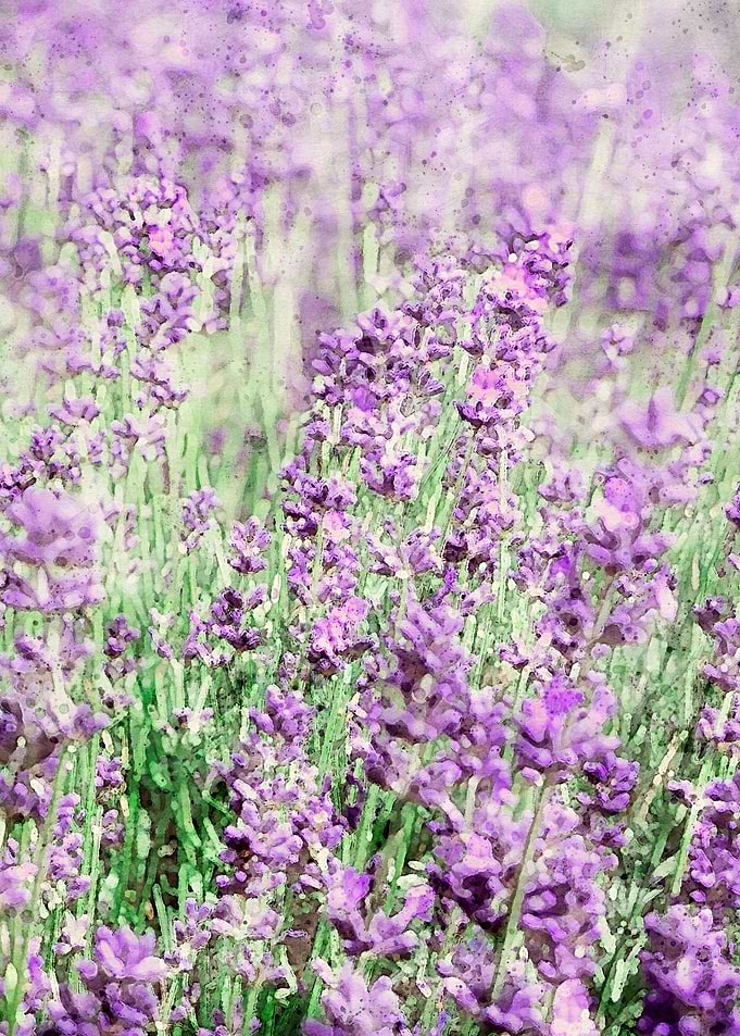 Lavender Field