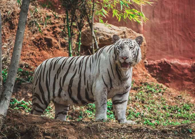 White Tiger Wild Animal