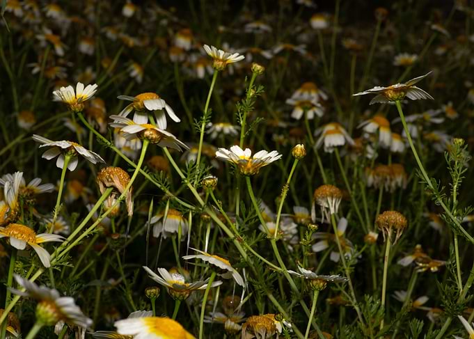 daisys