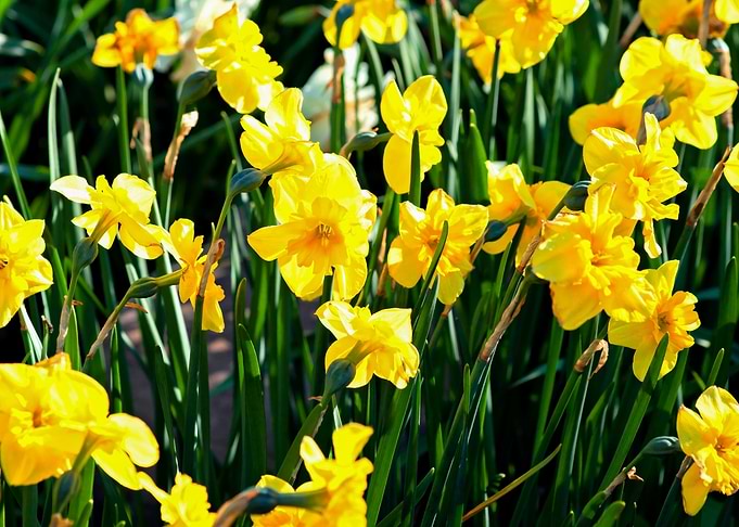 Yellow Daffodil Flowers