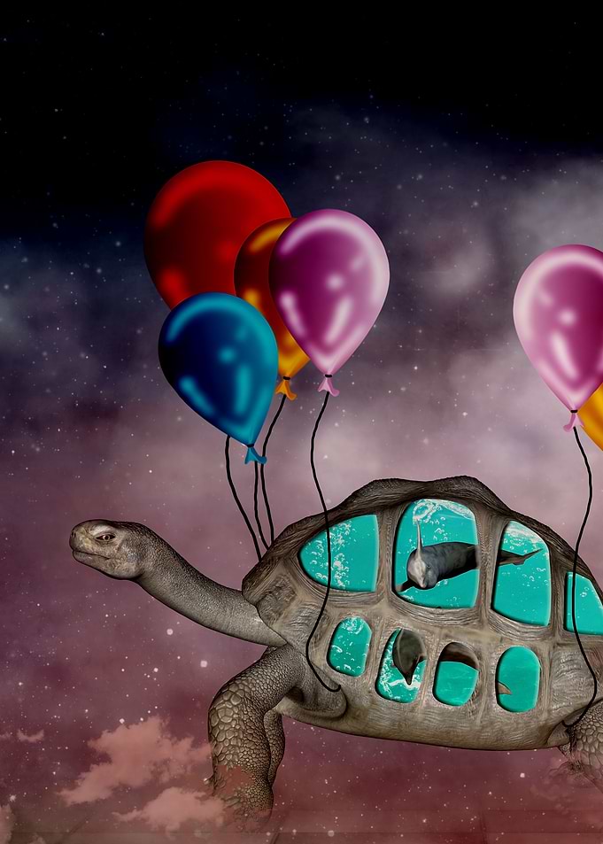 Wonderful turtle