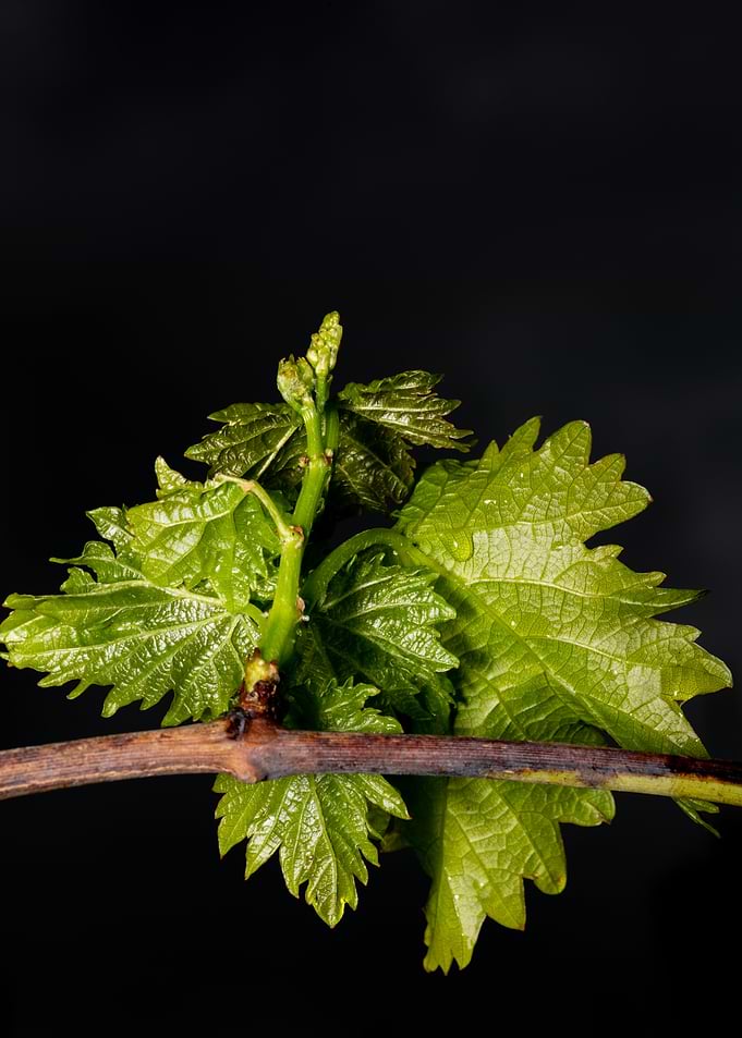 Leaf