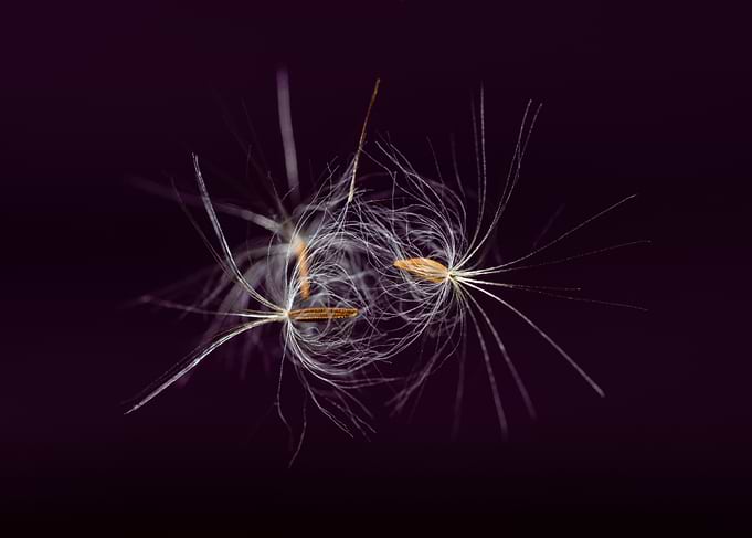 Dandelion seeds