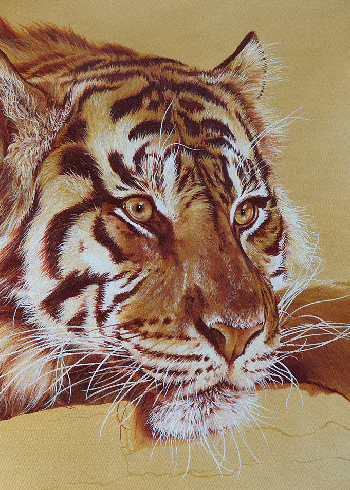 Tigers Head 2