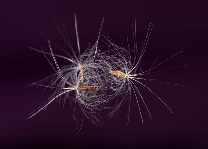 Dandelion seeds