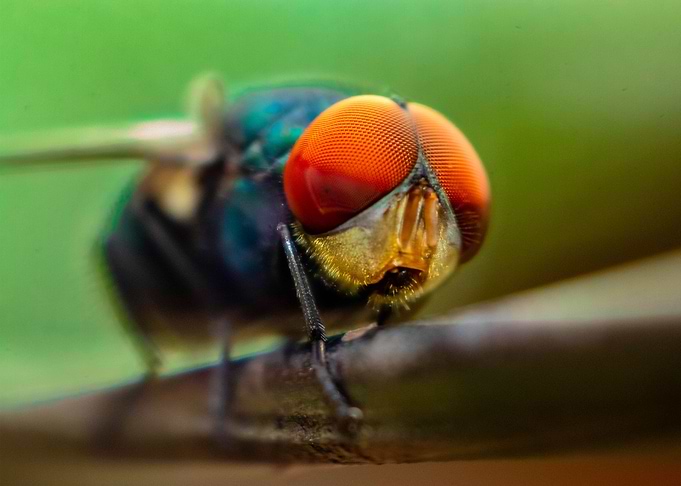The Fly