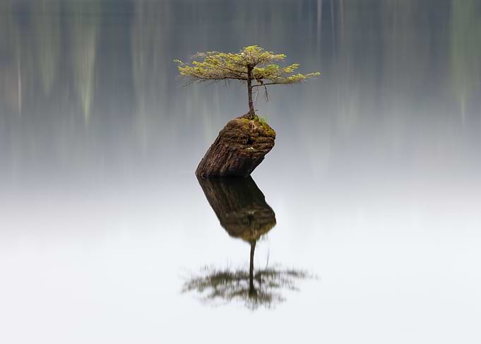 Fairy Lake Tree in Mist