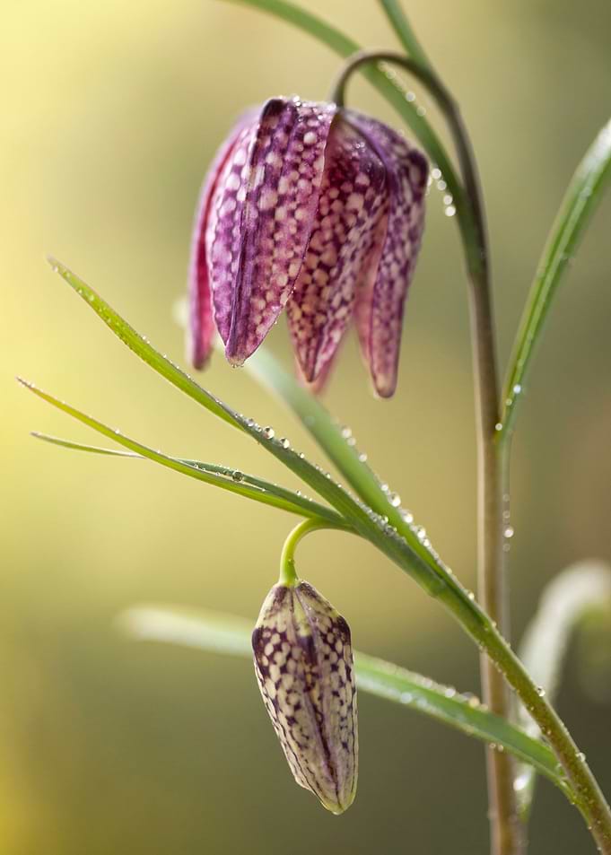 Spring flowers