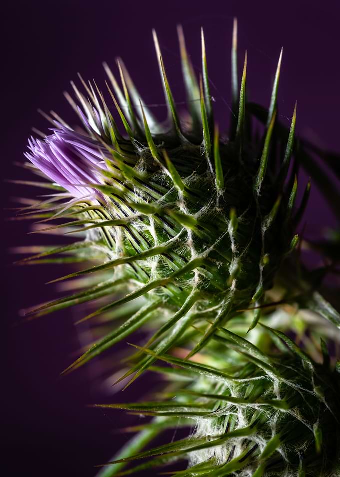 Thistle