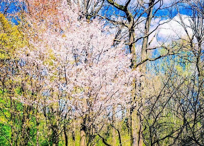 Blooming Trees In The Park