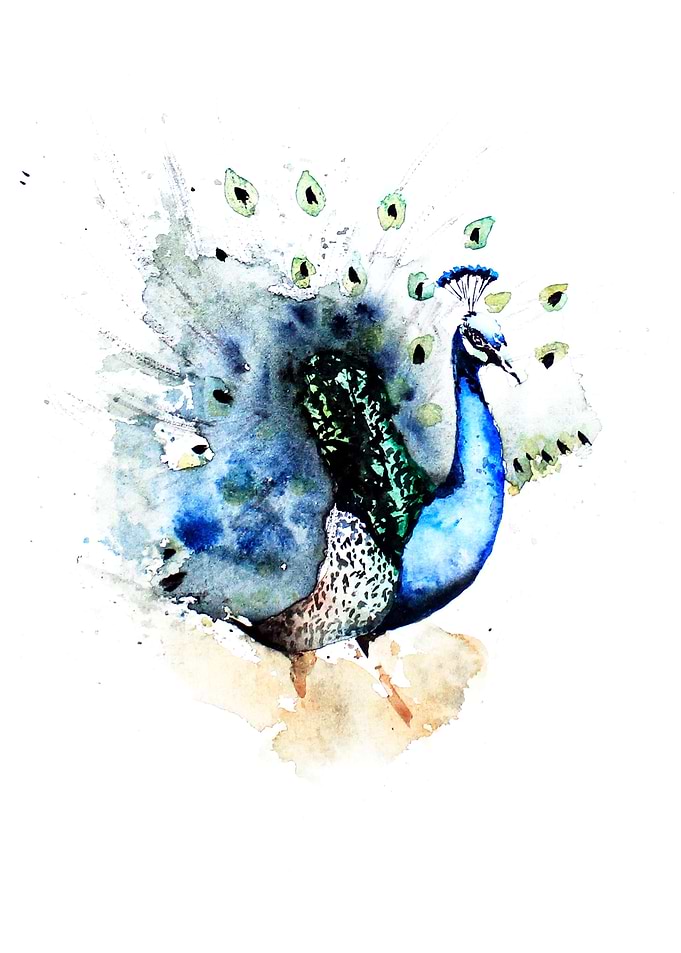 Animals