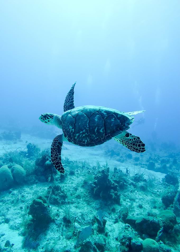 Underwater Sea Turtle
