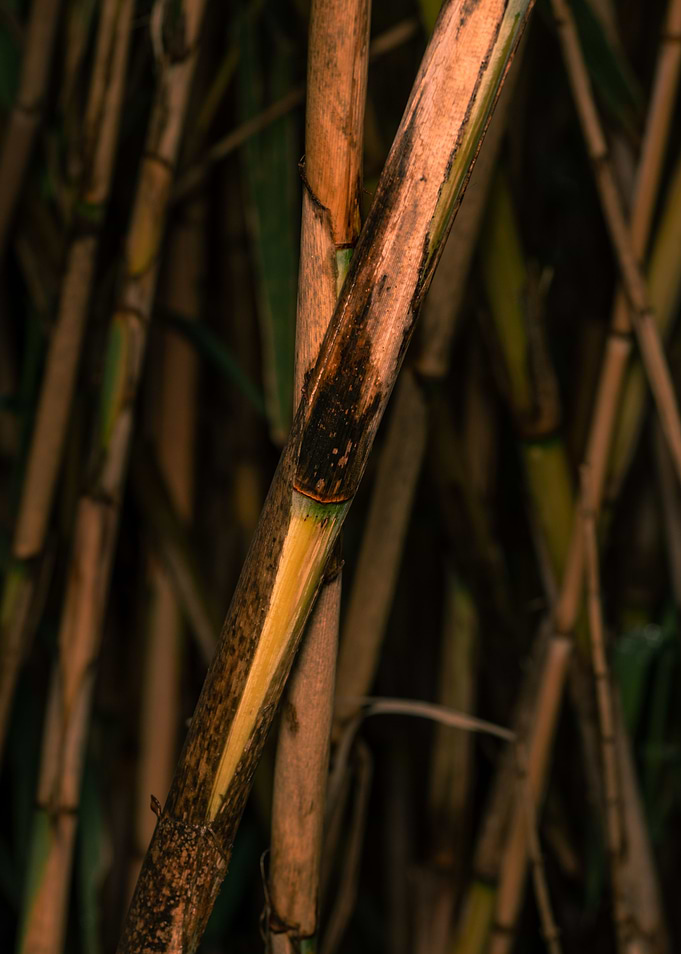 Bamboo