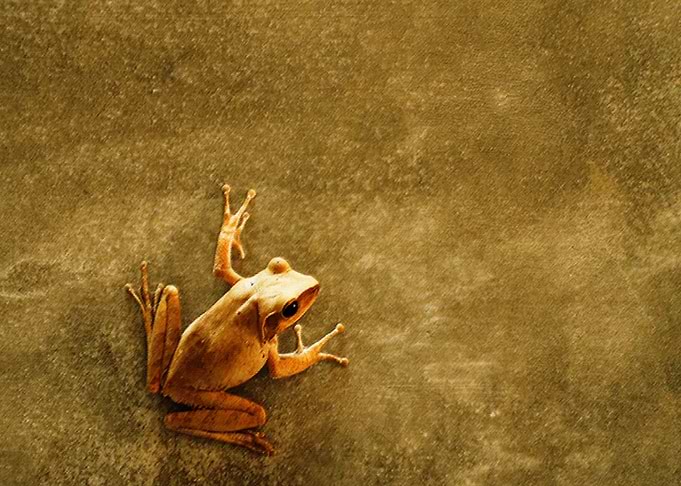 FROGG