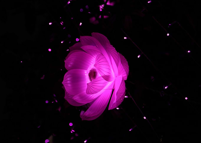 plant night
