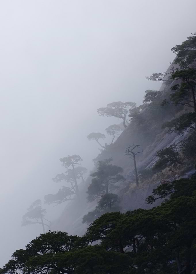 trees in the mist