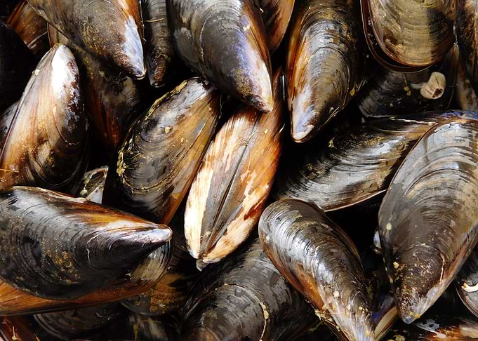 mussels
