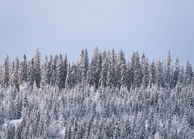 Winter woods