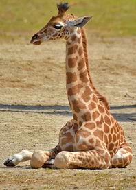 Baby Giraffe