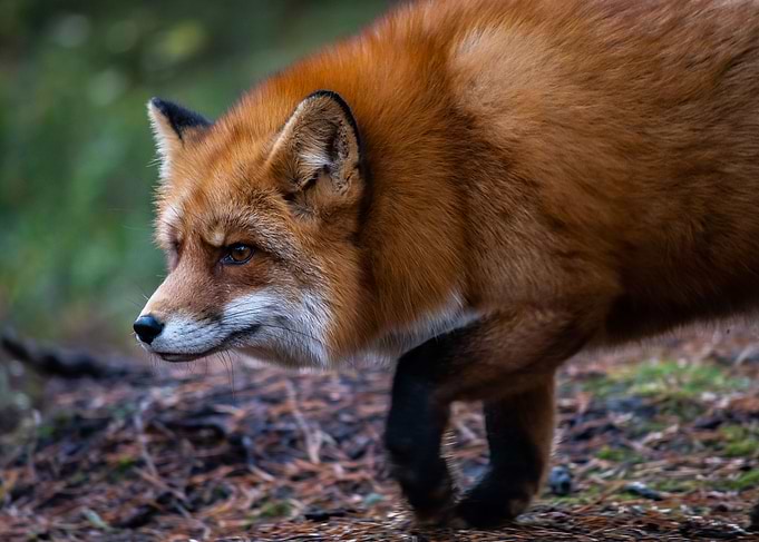 Fox