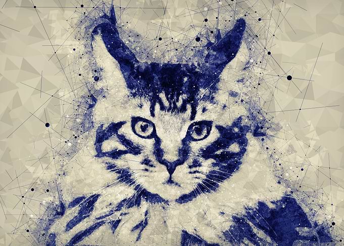 Cat Lens