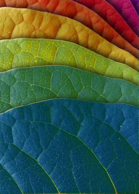 Colorful Leaves