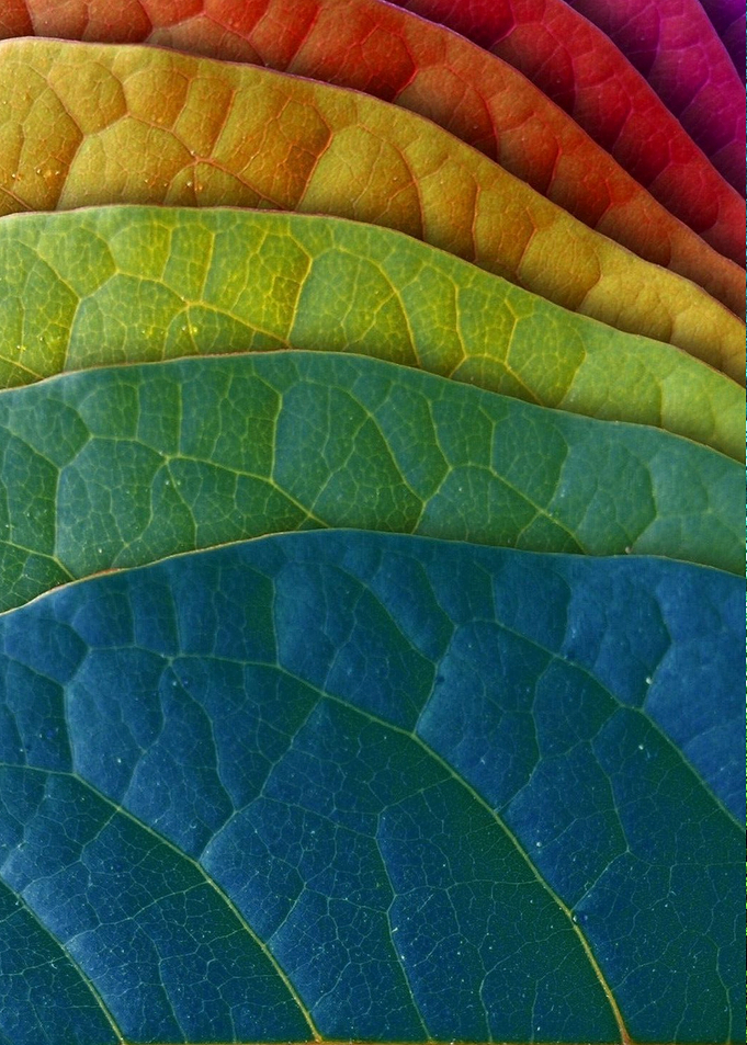 Colorful Leaves