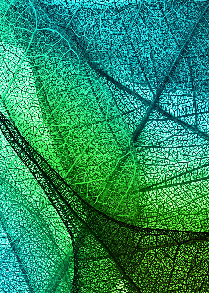 Leaf textures