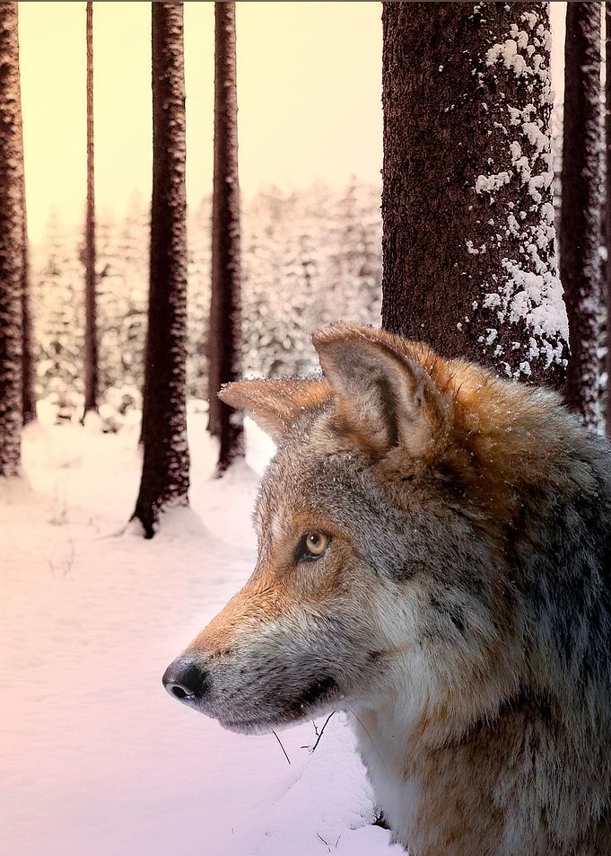 Ice Wolf